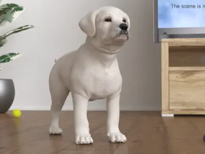  White Labrador Retriever Puppy 