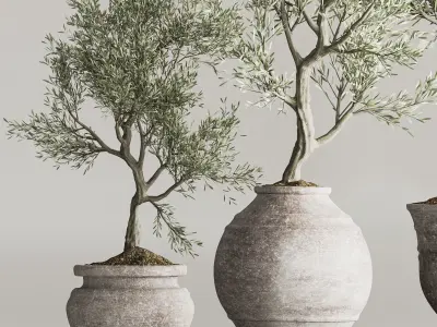 Olive Tree In Antique Pottery And Indoor Plant Set 67 3D model