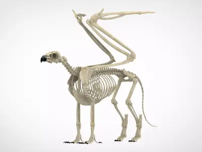 Griffin Skeleton 3D model