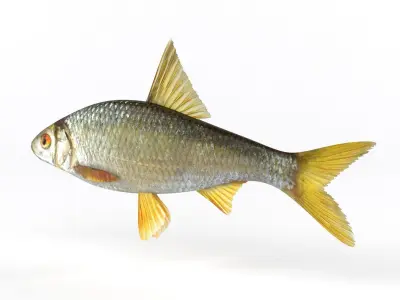 Roach Fish 3D model get