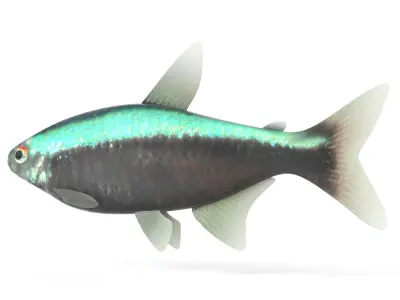 Neon Tetra Fish 3D model buy