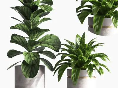 IndoorPlantSet33 group of plants in pots 3D model