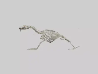 Sea Lion Skeleton model 3D model