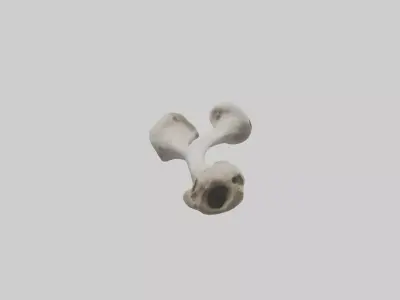 Falcon Humerus 3D model