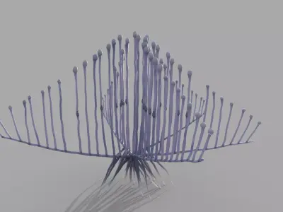 Lyre Sponge 3D model