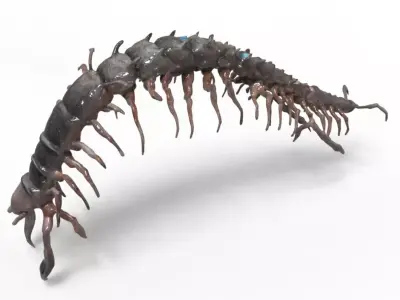 Centipede Creature 3D model