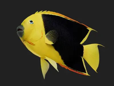 Rockbeauty Low-poly 3D model