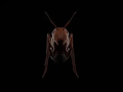 Realistic ant insect Low-poly 3D model
