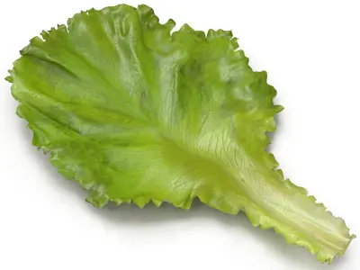 Lettuce Leaf 3D model