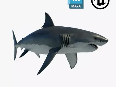 Great White Shark 3D model 9