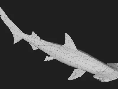 Shark Low-poly 3D model 24