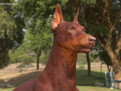 Doberman Dog Brown Lying Down 3D model