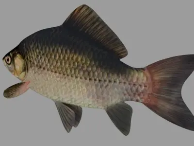 Fish Crucian Free 3D model