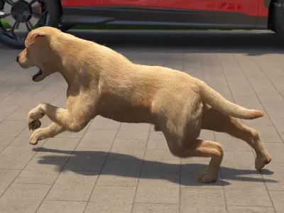 Running White Retriever Dog Fur Animated Rigged for Maya 3D model purchase