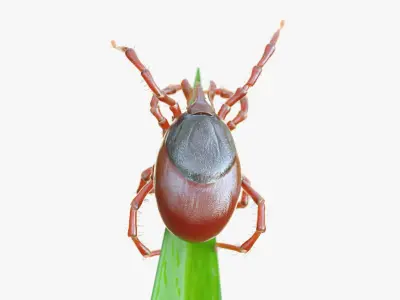 Tick On Grass Animated 3D model