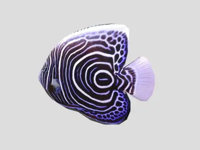 Emperor Angelfish Realistic Animated Low-poly 3D model purchase