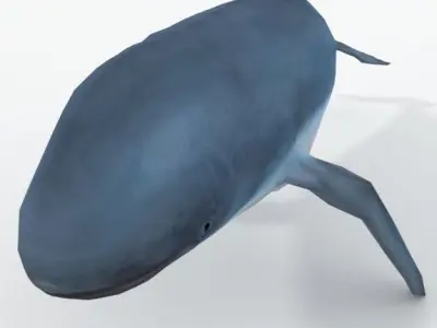 Irrawaddy Dolphin Low-poly 3D model