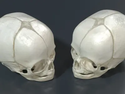 Anatomical Fetal Skull 40 Weeks 3D model
