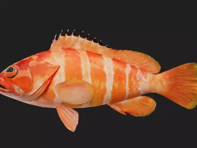 Bass fish Low-poly 3D model 2