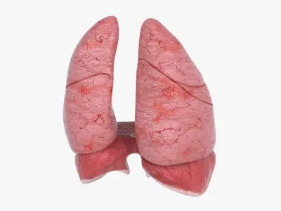  Lungs Cross Section Separated 