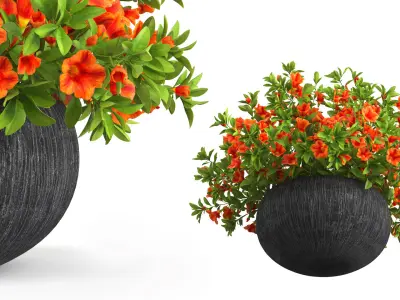 Petunia Flower Pot with Soil Orange 3D model