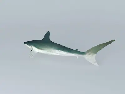Shark Free 3D model buy