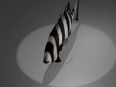 Archosargus fish with stripes Low-poly 3D model