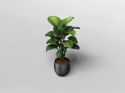 Realistic Potted Bird of Paradise Plant 3D Model 3D model