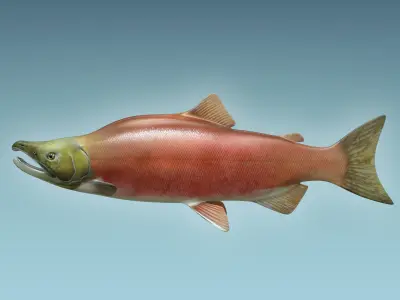 Salmon Fish 3D model 2