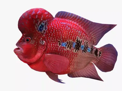 Flower horn Fish Low-poly 3D model