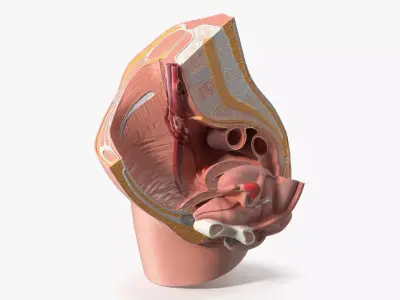 Female Reproductive System Cross Section Anatomical Model 3D model