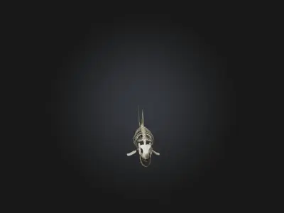 Realistic Shark Skeleton Model Low-poly 3D model