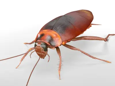 Cockroach Rigged 3D model purchase