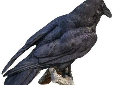 Raven perched on branch 3D model