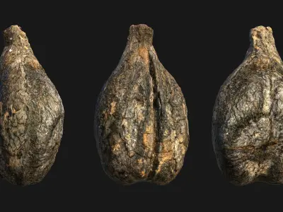 Medieval Grape Seed Vitis vinifera PBR 8K 3D model