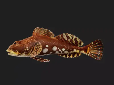 Sculpin Low-poly 3D model purchase
