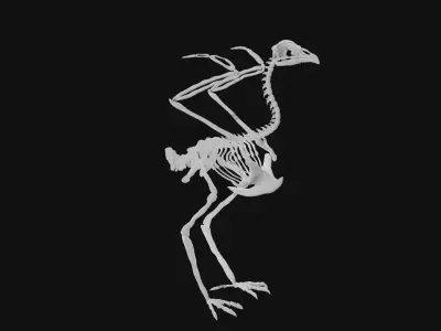 Peacock skeleton 3D model