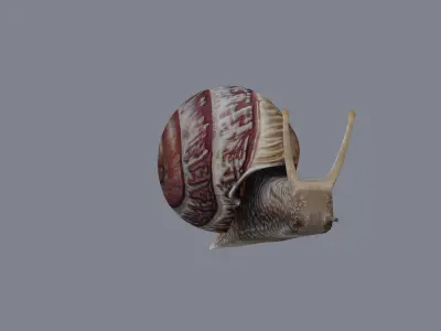 Snail 3D model get