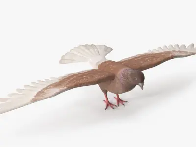  Low Poly Pigeon Spread Wings Brown Rigged for Cinema 4D 
