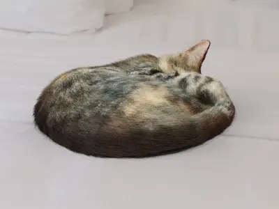 Cat sleeping Low-poly 3D model
