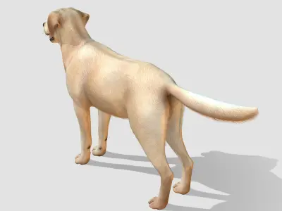  Dog - Labrador 