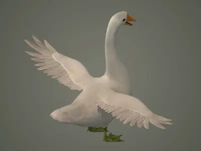 goose bird nature water grass animal neck  3D model