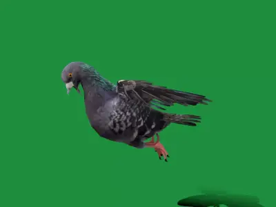 Pigeon Bird Breed Free low-poly 3D model