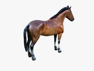 Horse Free 3D model purchase