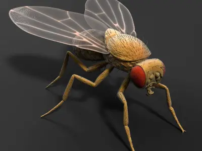  Drosophila Melanogaster 'Fruit Fly' 