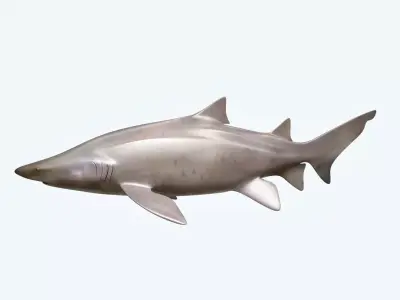 Sand Tiger Shark 3D model