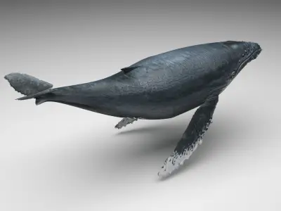 Humpback Whale 3D model get