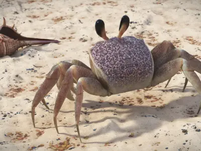  Atlantic Beach Crab Looking Pose Pink Beige 