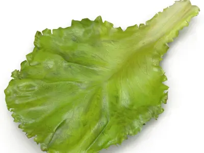Lettuce Leaf 3D model