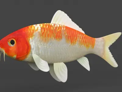 Fish Koi 3D model